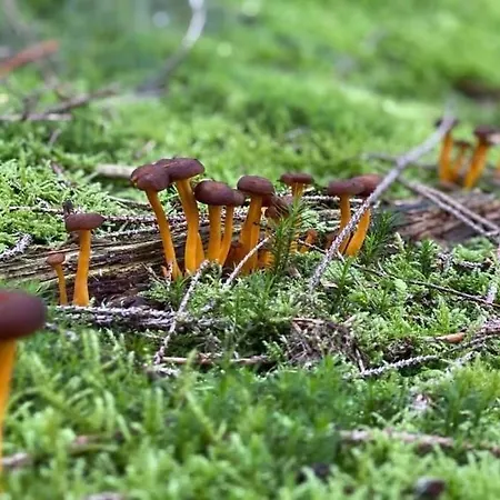 Les Terrasses De La Vallee - Esneux